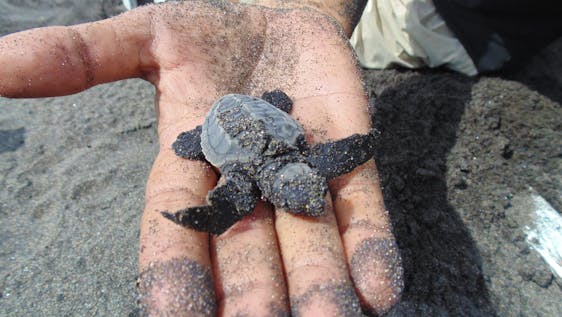 Help Sea Turtles Conservation