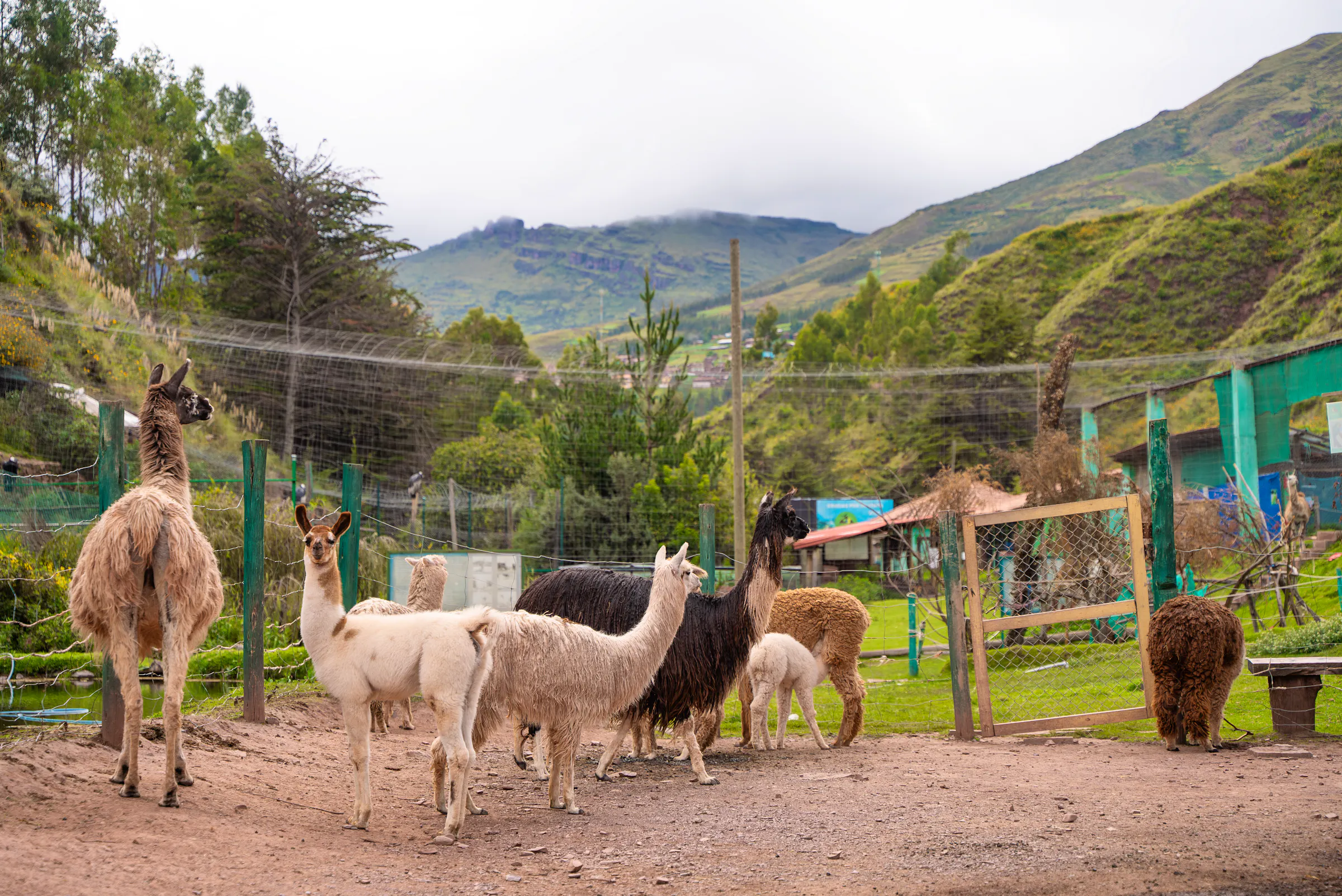 Peru Wildlife Rescue Volunteers | Volunteer in Peru 2026
