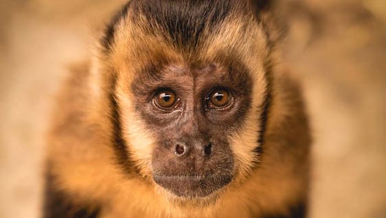 A capuchin monkey, one of the 400+ animals cared for across our 3 Wildlife Sanctuaries.