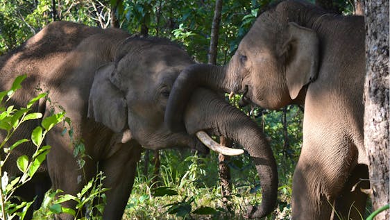 Volunteer with Elephants in Asia Elephant Conservation Internship
