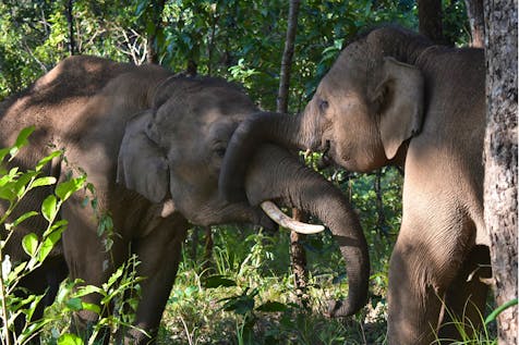  Elephant Conservation Internship
