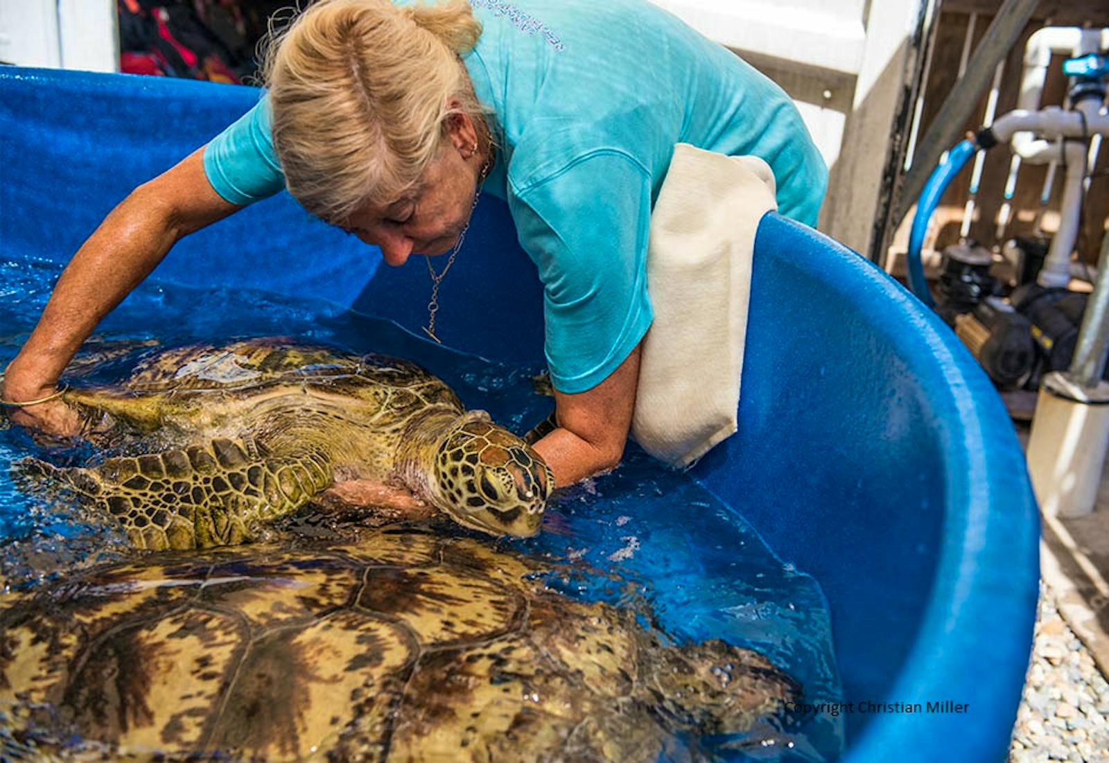 Sea Turtle Rehabilitator | Volunteer in Australia 2024