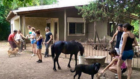Freiwilligenarbeit in Argentinien Animal Rescue Supporter