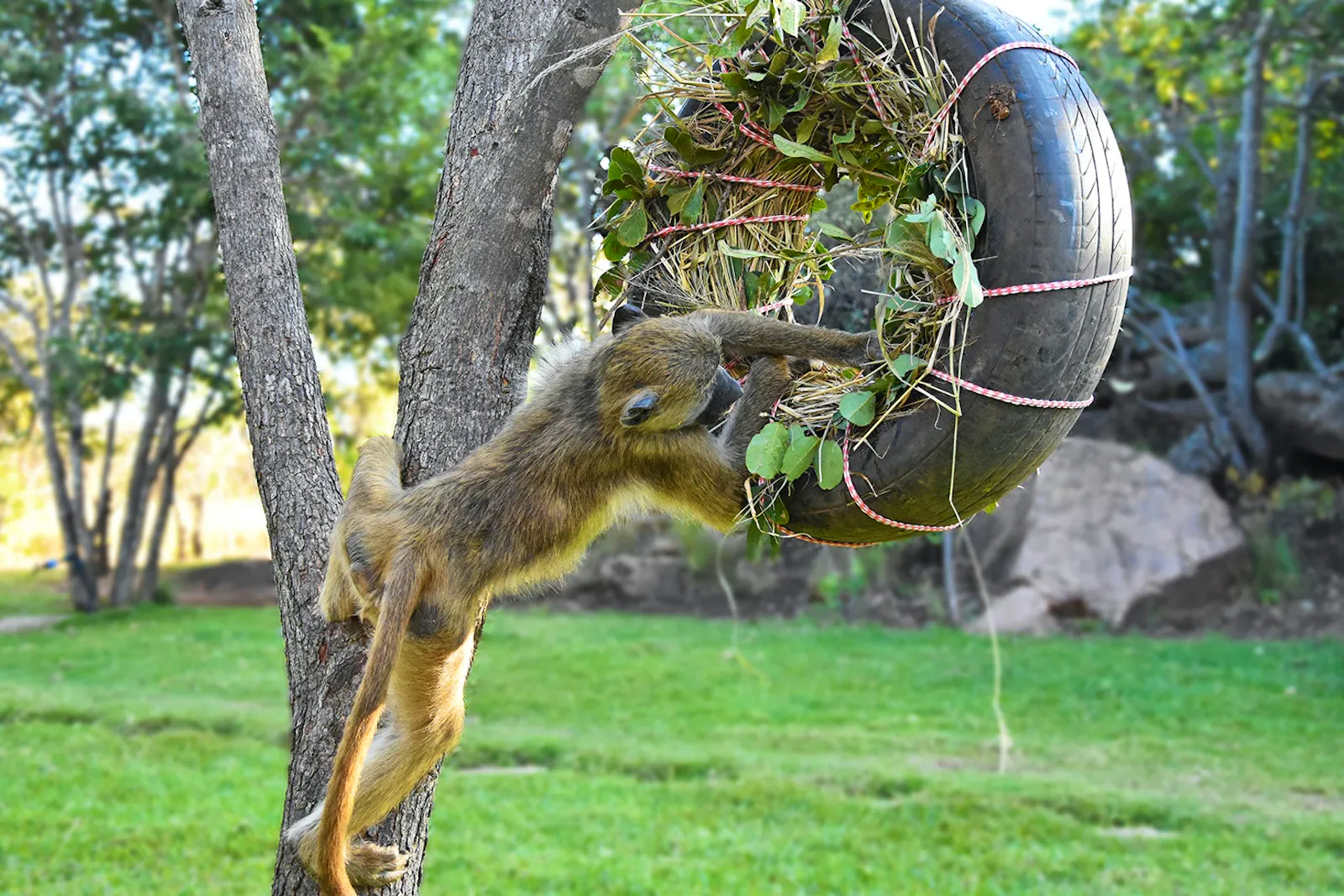 Photo inspiration: Fresh Look at Primate Rescue And Rehabilitation