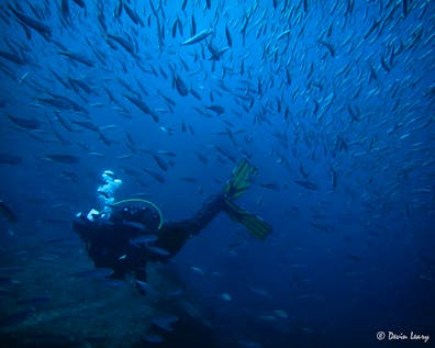  Environmental Scuba Diving