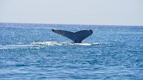 La Grande Barrière de Corail Open-Water Whale Research