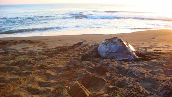 The incredible, endangered leatherback turtle
