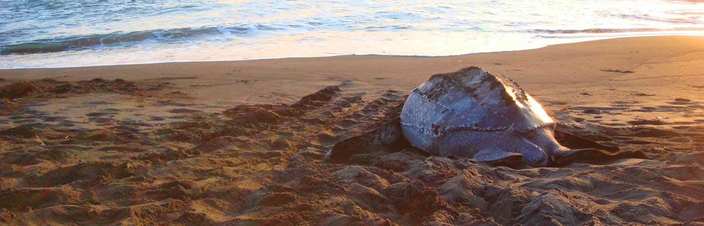 Leatherback Turtle Conservation