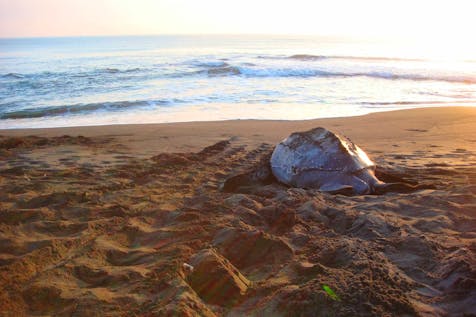  Leatherback Turtle Conservation