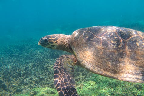  Sea Turtle Conservation Monitor