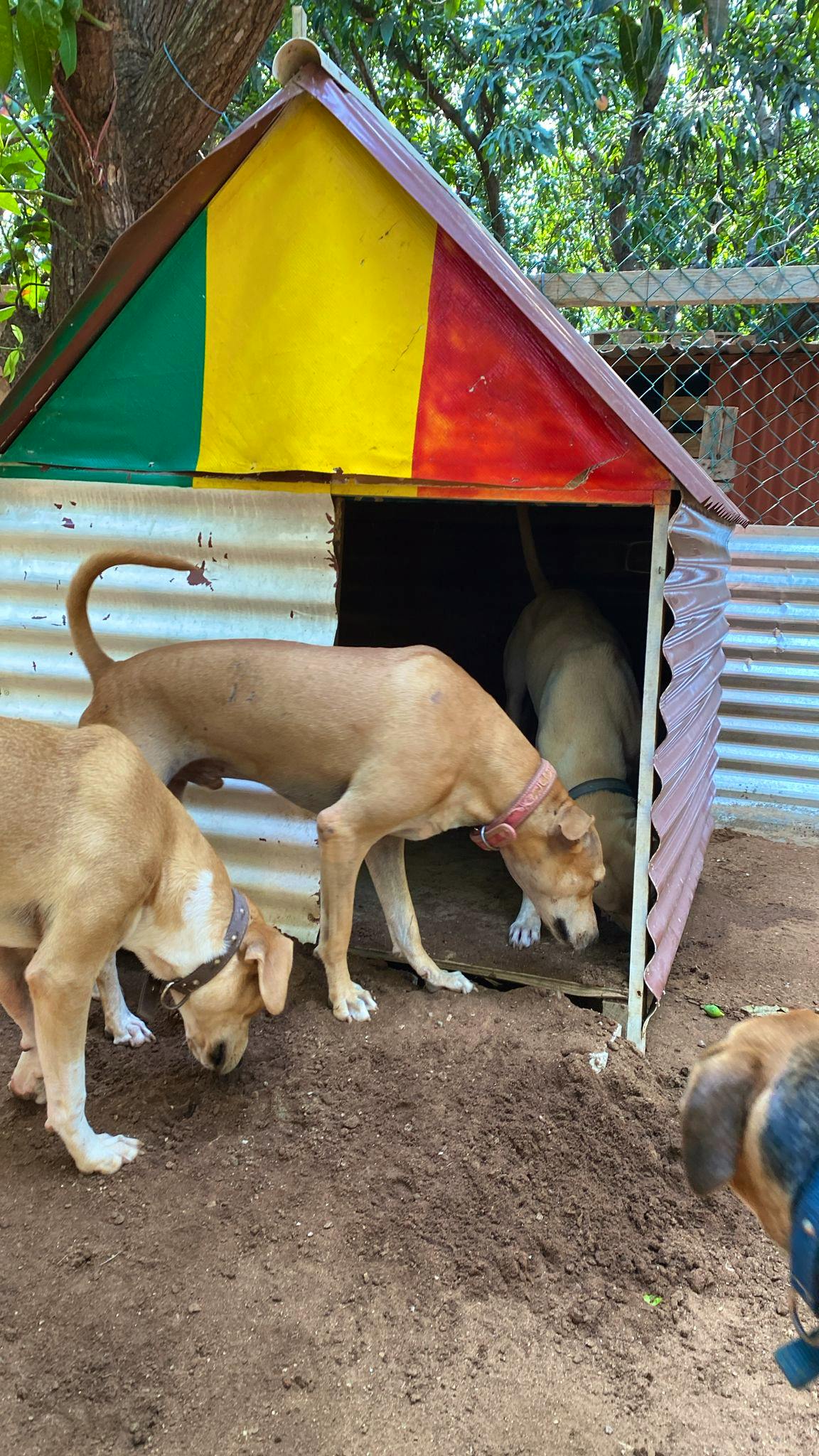 Humane Society Dogs To A Good Home Near Me Humane Society Dog