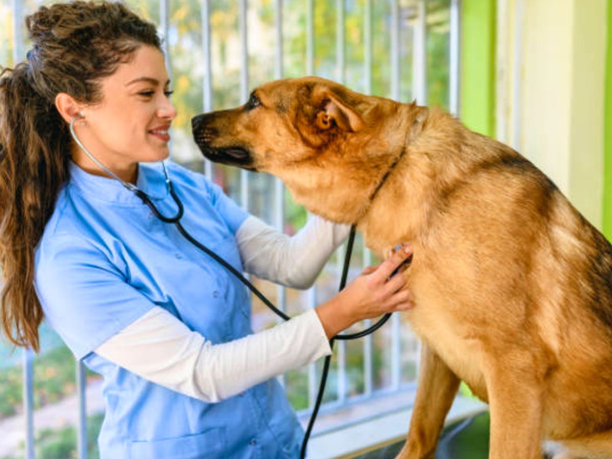 Veterinary Internship in Greece | Volunteer in Greece 2024