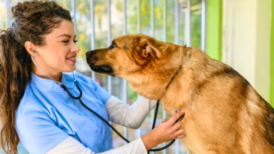 Estágio para Veterinária Veterinary Internship in Greece