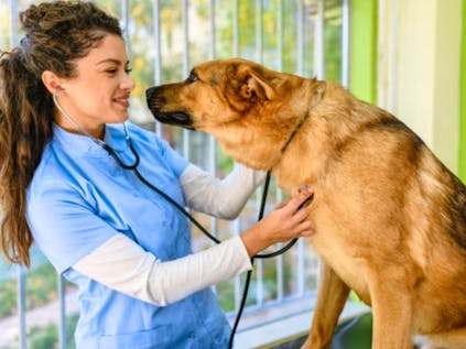  Veterinary Internship in Greece