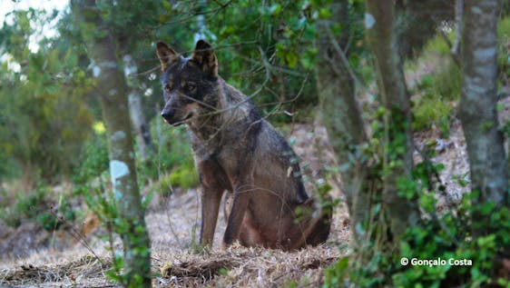 Voluntariado em Portugal Wolf Conservation Experience