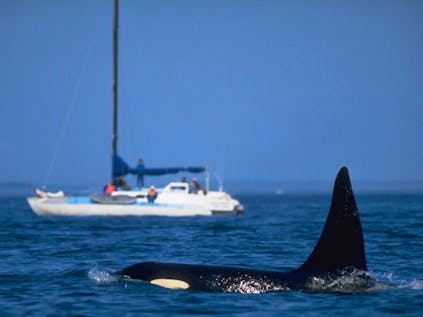 Iberian Orca Protection