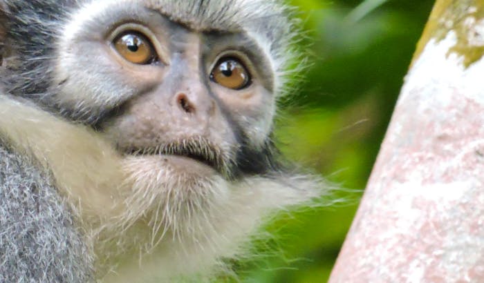 Volunteer with Wildlife in Indonesia | Top 10 Projects 2022 | Volunteer