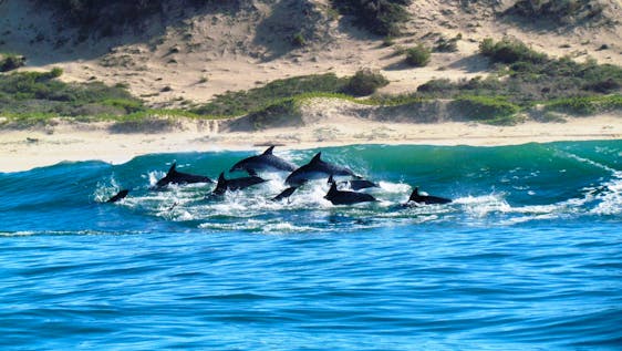Voluntariado con Delfines Coastal Conservation, Research & Education Helper