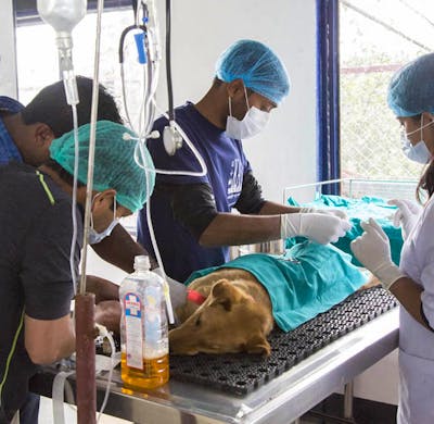 Veterinary Care Premier Emergency Vet Surgical Center Temple