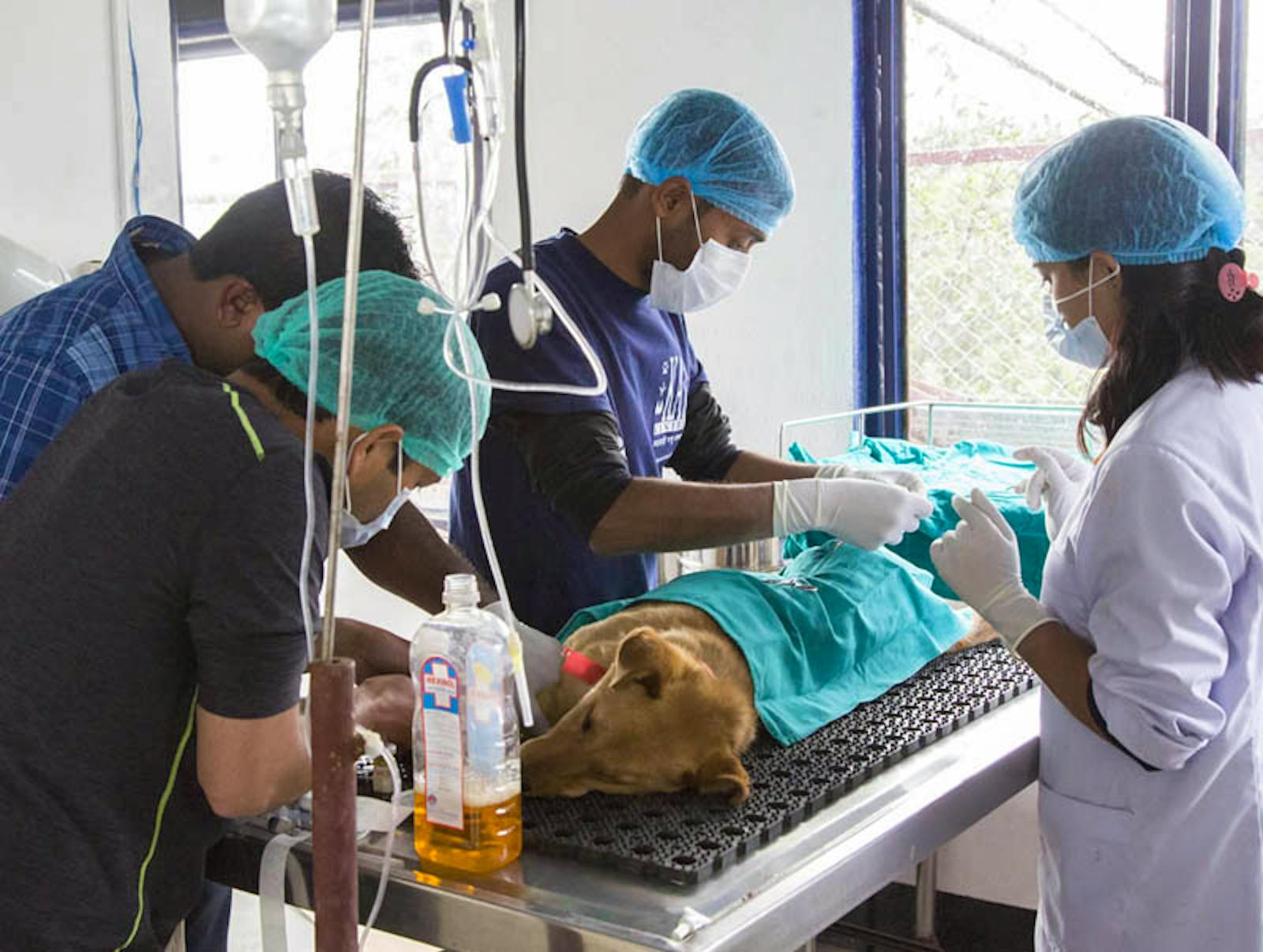 ParaVeterinary Worker Volunteer in Nepal 2024