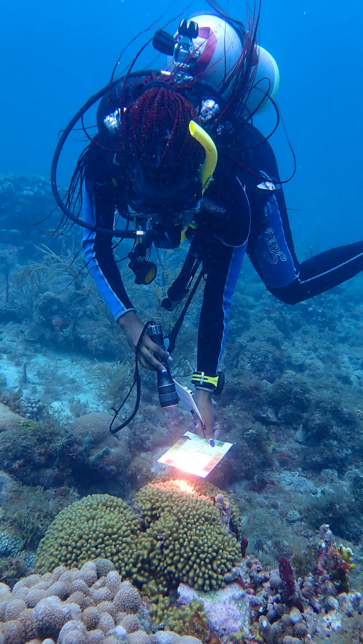 For marine life enthusiasts - learn more about what you see underwater and contribute data to research. Full training in Fish ID and Coral ID will be provided.