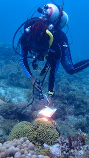 Coral Reef Monitoring Supporter