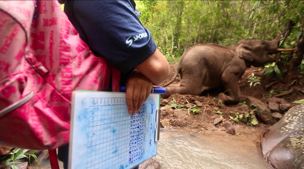 Visit And Help Elephants Volunteer In Thailand 2024   Screen Shot 2016 09 27 At 8.20.48 PM 