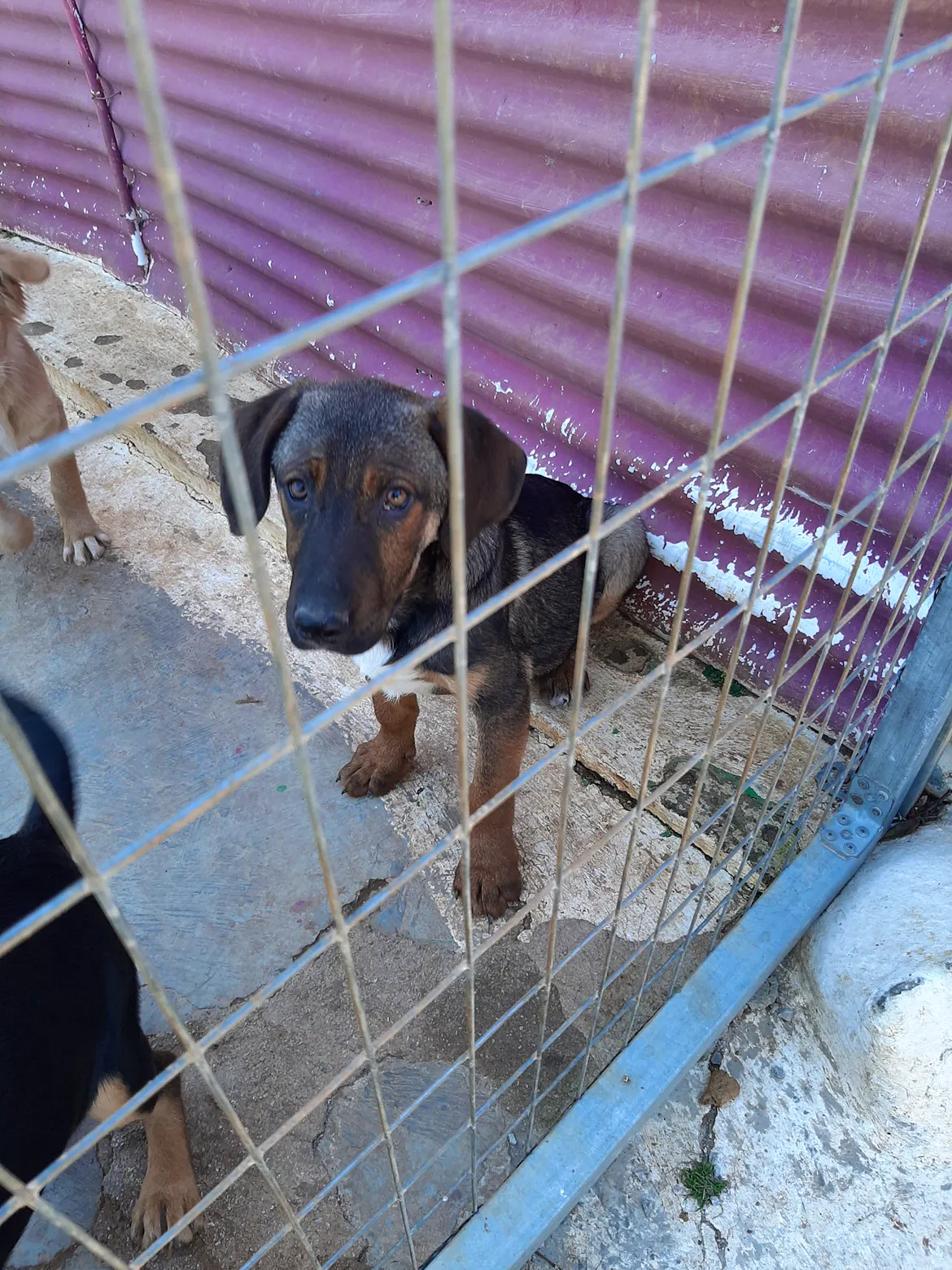 Support Greek Dog Shelter | Volunteer in Greece 2025
