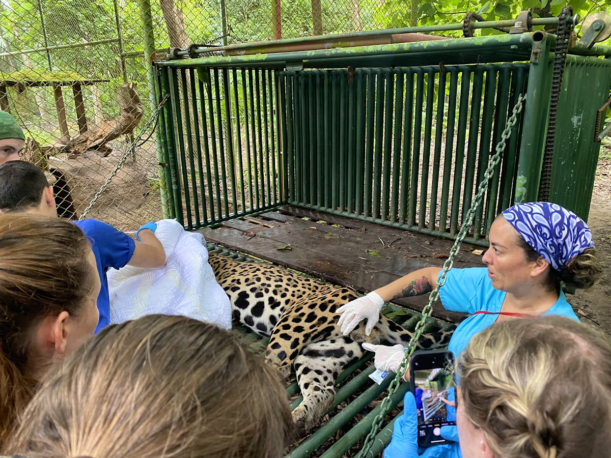 Veterinary Internship With Wildlife Volunteer in Costa Rica 2024