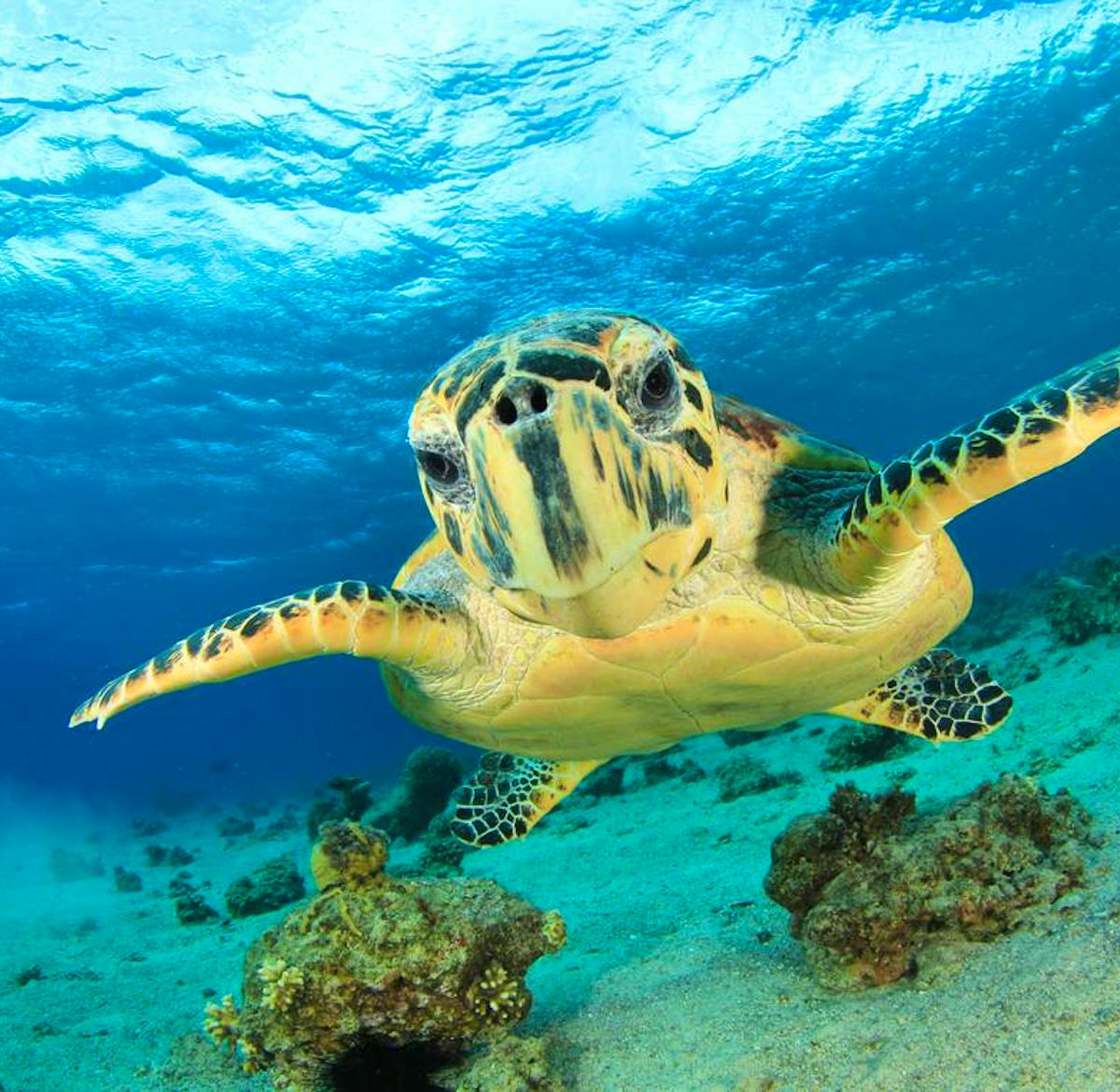 Whale Shark Conservation & Diving Volunteer in Belize 2024 Whale Shark Conservation & Diving Volunteer in Belize 2024