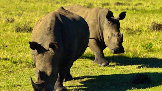 Volontariato con i Rinoceronti Wildlife Supporter