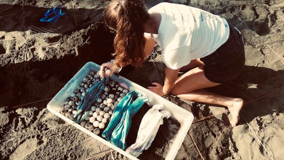 Freiwilligenarbeit in Costa Rica Sea Turtle Conservation & Environmental Protection
