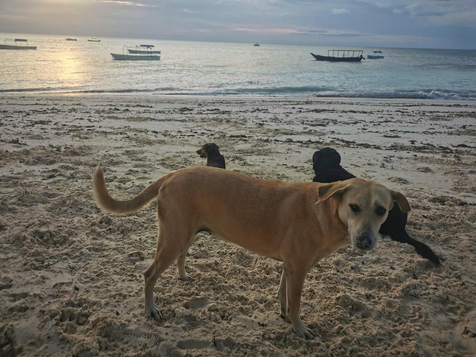 Dog hotsell beach shelter