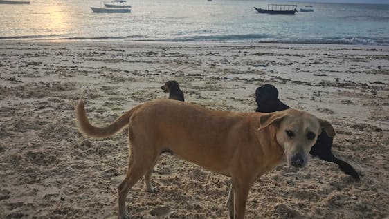 Voluntariado em Zanzibar Support Dog Shelter at the Beach