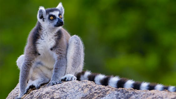 Lemur Conservation Assistant