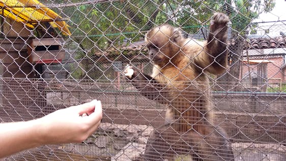 Volunteer with Bears Assistant at Animal Rescue Center