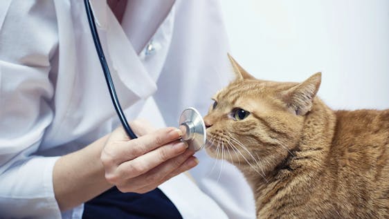 Vrijwilligerswerk met katten Veterinary Medicine Internship