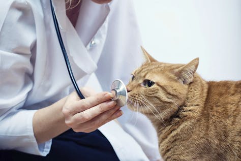  Veterinary Medicine Internship