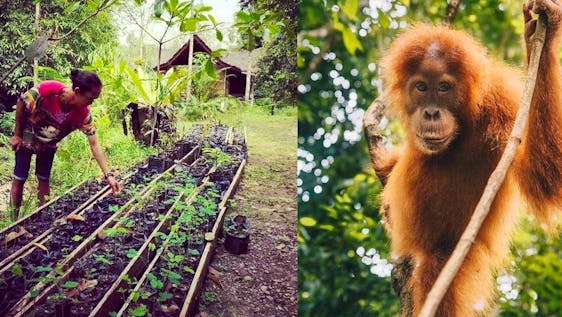Vrijwilligerswerk in een wildreservaat in Indonesië  Assistant Orangutan Program Coordinator