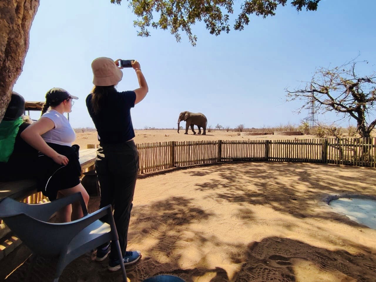 Elephants in Botswana.