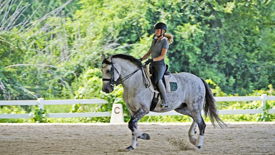Horse riding school & Rehab Assistant