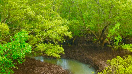 Mangrove Conservation Work