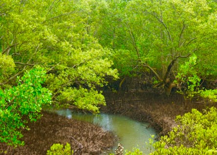  Mangrove Conservation Work