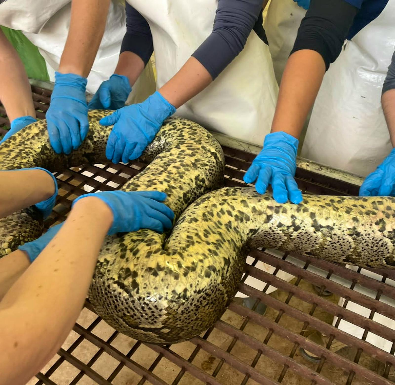 Reptile Vet Sanctuary | Volunteer in South Africa 2024