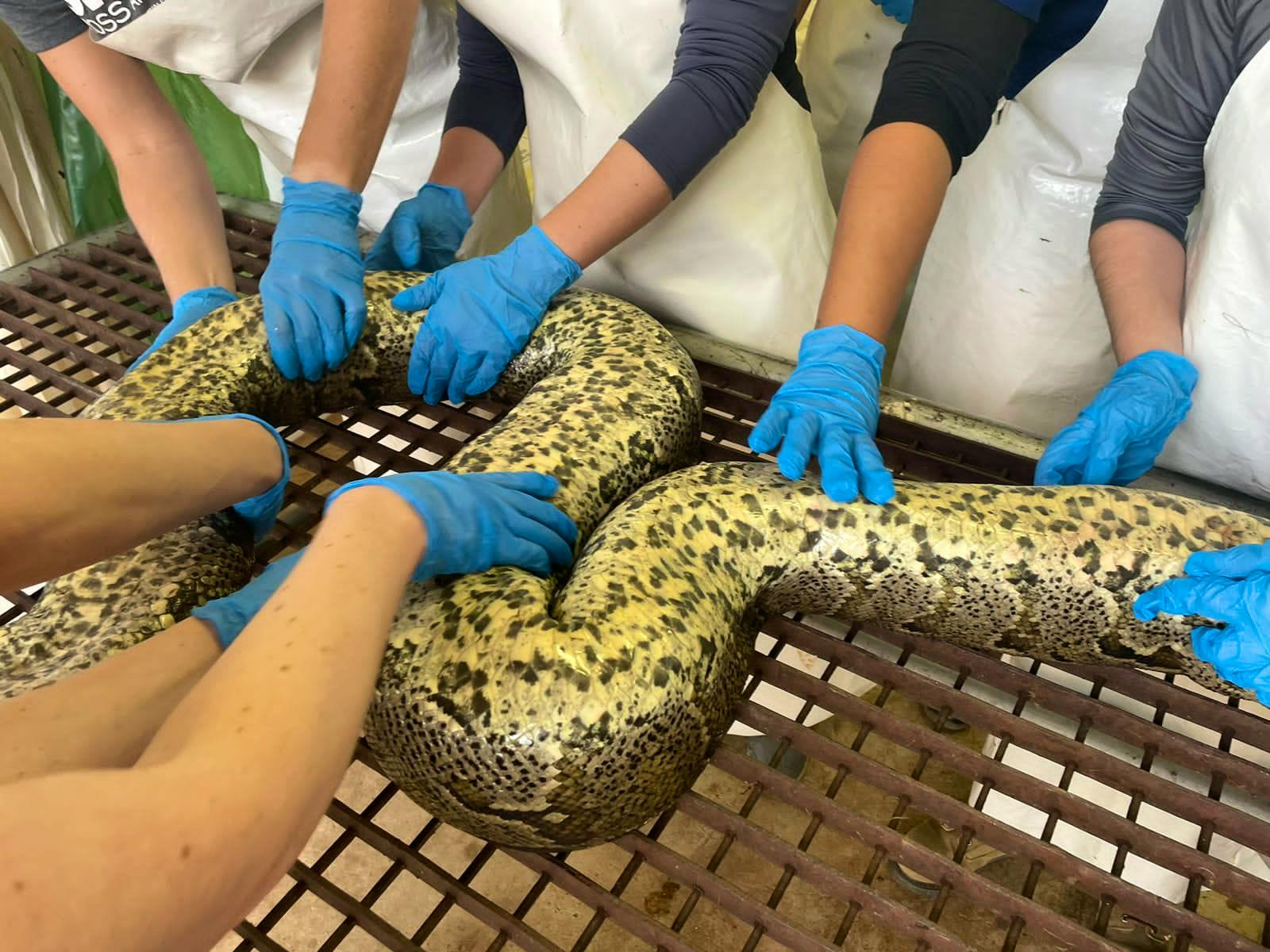 Reptile Vet Sanctuary | Volunteer in South Africa 2024