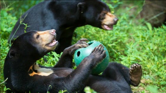 Rescued sun bears with enrichment at our Cambodia sanctuary.