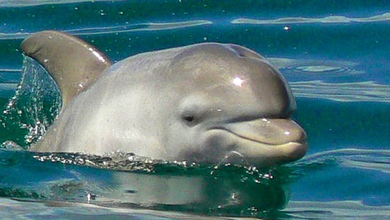 Voluntariado na Austrália Dolphin Conservation Assistant