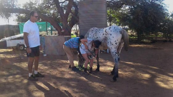 Volunteer with Horses Horse Handler/Animal Carer