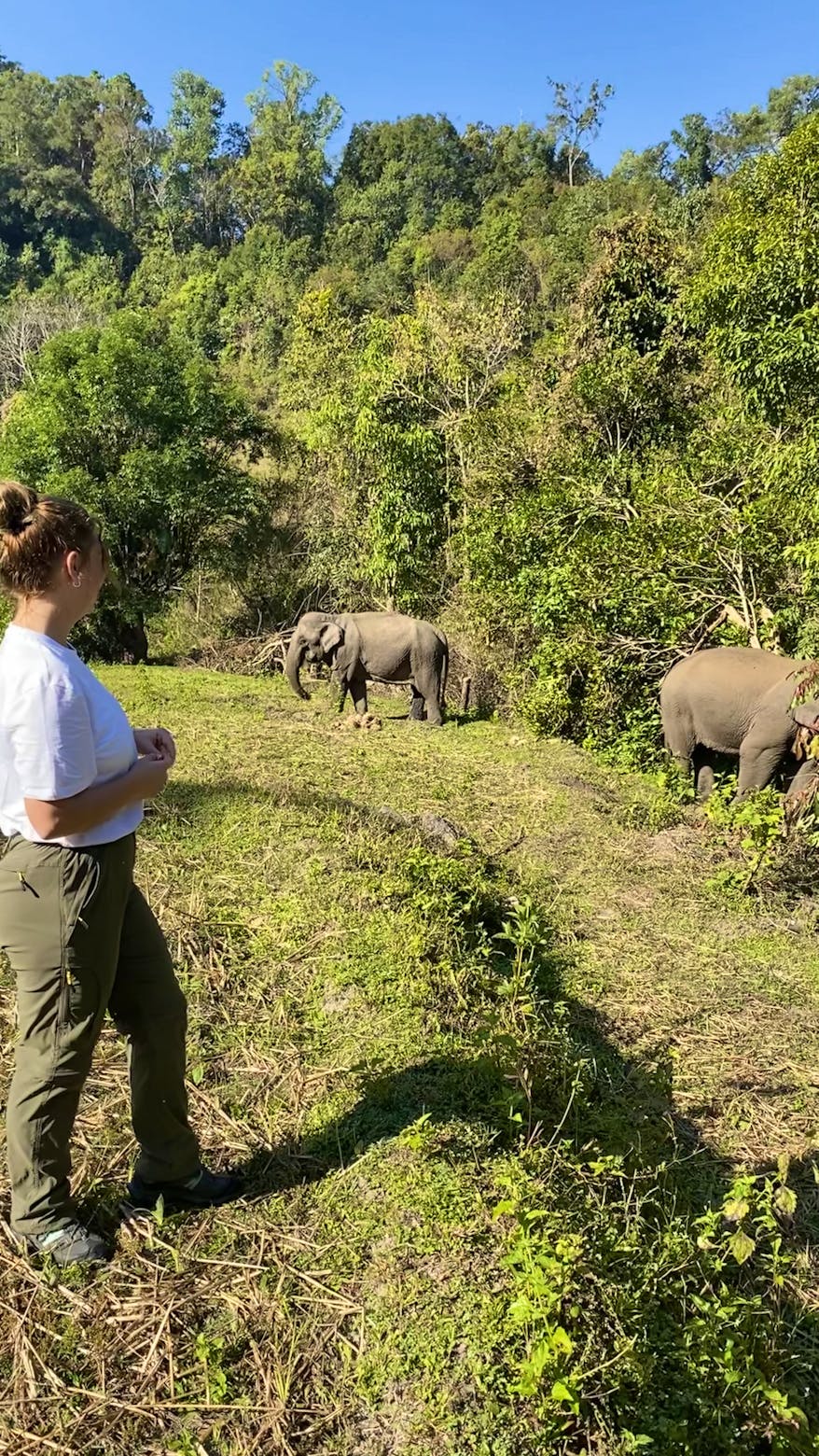 Ethical Elephant Experience Volunteer in Thailand 2025