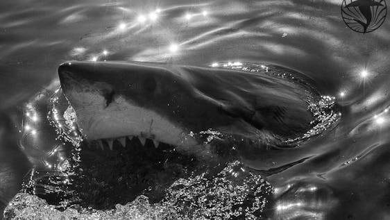 Projeto com Grandes Tubarões Brancos Shark & Marine Research Institute